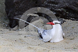 A Red-billed Tropic Bird, Phaethon aethereus, resting on a sandy beach, Galapagos Islands