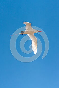 Red-billed Tropicbird