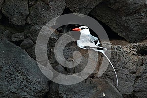 Red-billed tropicbird