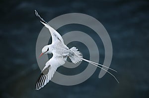 Red-billed Tropicbird flying above sea elevated view