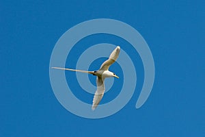 Red-billed tropicbird / Paille en queue