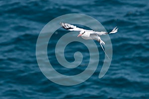 Red-billed Tropicbird Phaethon aethereus in flight over the Pacific ocean near South Plaza Island, Galapagos Islands, Ecuador