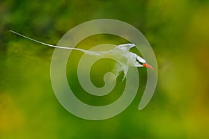 Red-billed Tropicbird, Phaethon aethereus, rare bird from the Caribbean. Flying Tropicbird with green forest in background. Wildli