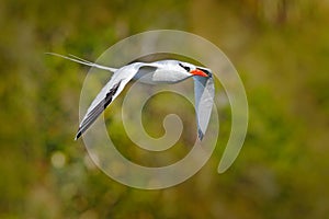 Red-billed Tropicbird, Phaethon aethereus, rare bird from the Caribbean. Flying Tropicbird with green forest in background. Wildli