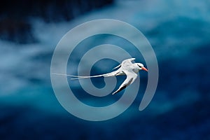 Red-billed Tropicbird, Phaethon aethereus, rare bird from the Caribbean. Flying Tropicbird with green forest in background. Wildli