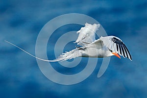 Red-billed Tropicbird, Phaethon aethereus, rare bird from the Caribbean. Flying Tropicbird with green forest in background. Wildli