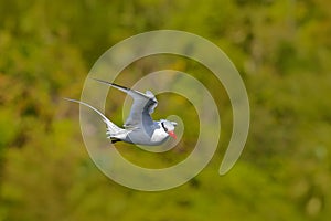 Red-billed Tropicbird, Phaethon aethereus, rare bird from the Caribbean. Flying Tropicbird with green forest in background. Wildli