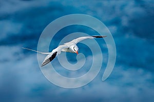 Red-billed Tropicbird, Phaethon aethereus, rare bird from the Caribbean. Flying Tropicbird with green forest in background. Wildli