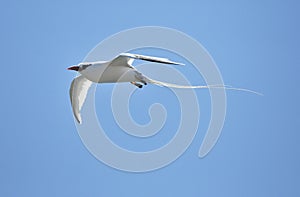 Red-billed Tropicbird (Phaethon aethereus) in sky on galapagos island.