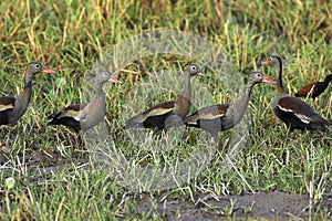 Red-Billed Whistling Duck, dendrocygna automnalis, Group standing in Swamp, Los Lianos in Venezuela