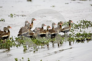 Red-Billed Whistling Duck, dendrocygna automnalis, Group standing in Swamp, Los Lianos in Venezuela