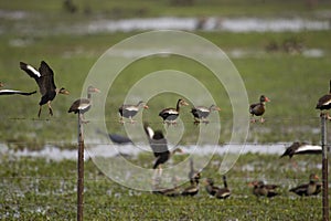 Red-Billed Whistling Duck, dendrocygna automnalis, Group standing in Swamp, Los Lianos in Venezuela