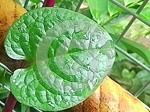 red binahong leaves for treatment