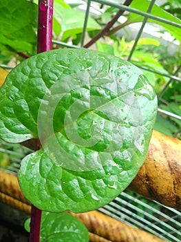 red binahong leaves for treatment