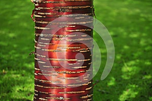 Red birch bark against green grass