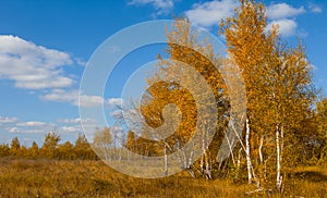 Red birch tree forest glade