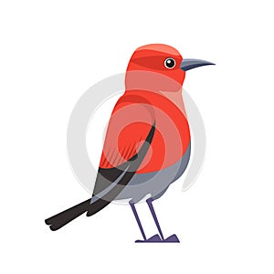 Red bird Apapane Hawaiian Honeycreeper. Exotic Rare bird of the critically endangered Apapane Endemic Bird of the