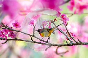 Red bird blue background perched on the branches Sakura