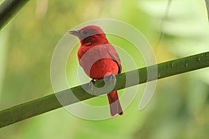 Red bird on branch