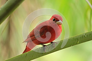 Red bird on branch