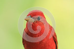 Red bird on branch