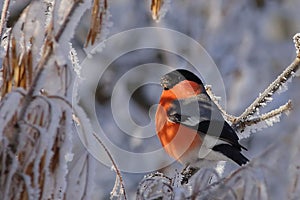 Red bird on a branch