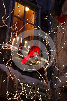 a red bird on a branch with lights