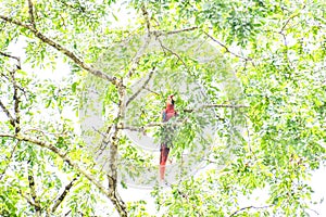 red bird on a branch, photo as a background