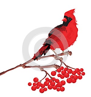 Red bird cardinal on branch