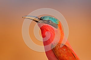 Red bird close-up portrait, pink Northern Carmine Bee-eater, Botswana. Wildlife scene from Africa. Bee-eater with catch in the