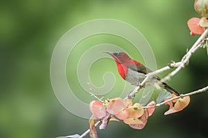 Red Bird (Crimson Sunbird) perching on branch
