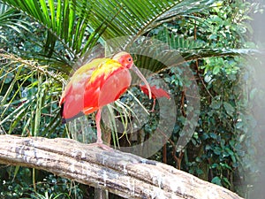 Ibis escarlata photo