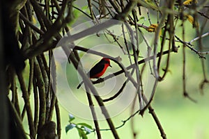 Red bird in a far tree