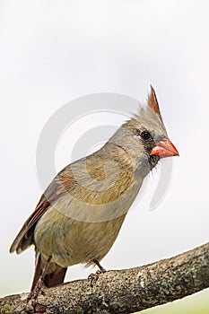 Red bird,female,perched,tree,limb