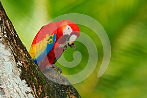 Red bird in the forest. Parrot in the green jungle habitat. Red parrot near hole. Parrot Scarlet Macaw, Ara macao, in green tropic