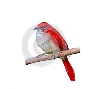 Red bird isolated on branch.