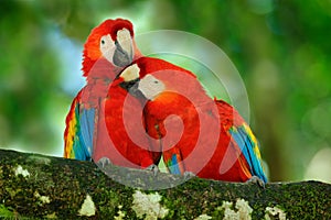 Red bird love. Pair of big parrot Scarlet Macaw, Ara macao, two birds sitting on branch, Costa rica. Wildlife love scene from trop photo