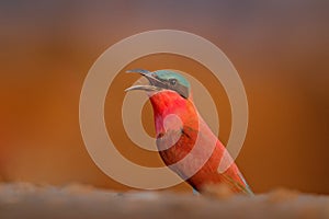 Red bird with open bill, pink Northern Carmine Bee-eater, Botswana. Wildlife scene from Africa. Bee-eater with catch in the bill.
