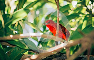 Red Bird photo