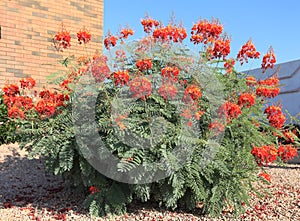 Red Bird of Paradise in Desert Style Xeriscaping in Phoenix, AZ photo