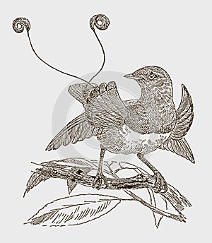 Red bird-of-paradise, paradisaea rubra or cendrawasih merah sitting on a branch photo