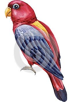 Red bird, parrot. White isolated background, Watercolor hand drawing painting.