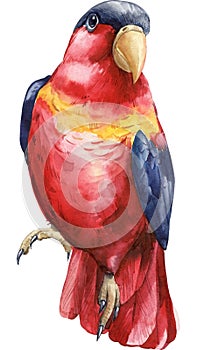 Red bird, parrot. White isolated background, Watercolor hand drawing painting.