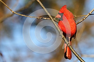 Red bird perched on a barren, snow-covered tree branch in a wintry landscape