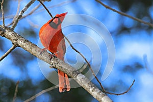 a red bird perched on top of a branch in a tree