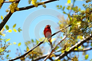 Red bird resting on a tree