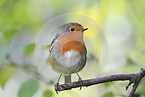 Red bird Robin