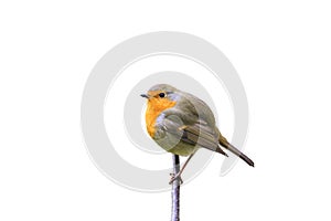 Red bird Robin sitting on a branch in the Park on a white isolated background