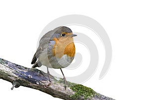 Red bird Robin sitting on a branch in the Park on a white isolated background