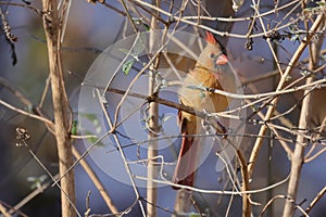 a red bird sits on top of a small tree branch